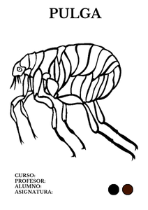 Portadas de pulgas para colorear 1