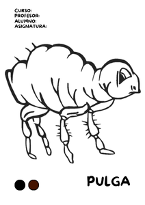 Portadas de pulgas para colorear 2